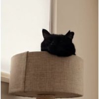 寝ている猫