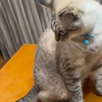 子猫を見つめる先住猫