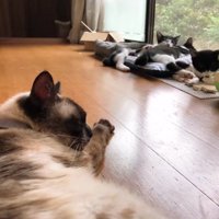 3匹の子猫と母猫