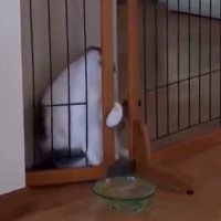 柵から落ちた衝撃で尻もちをつく猫