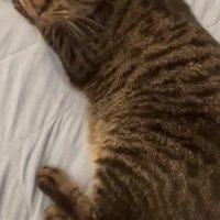 見つめるいろはちゃん