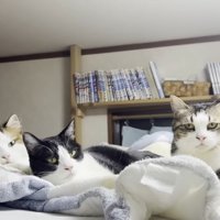 横並び