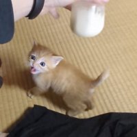 ママが冷ますミルクを追い掛ける赤ちゃん猫