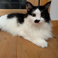 前を見ている長毛の猫