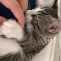 甘えている子猫
