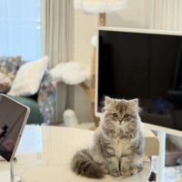 テーブルの上に座ってジッとしている猫