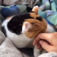 頬をスリ