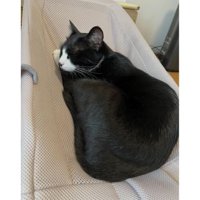 バウンサーに乗る猫
