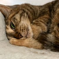 眠っている猫