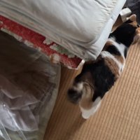 お布団の山