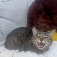 布団の上で鳴いている猫