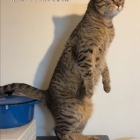 まっすぐ立つ猫2