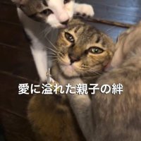 子猫たちになめられる母猫