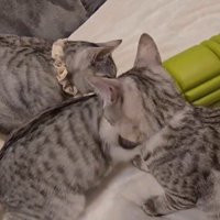 ローラーで遊んでいる3匹の猫
