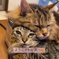 くっついている2匹の猫
