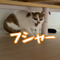 猫の様子