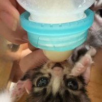 ミルクを飲んでいる子猫
