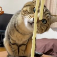 うどんに鼻を近づける猫
