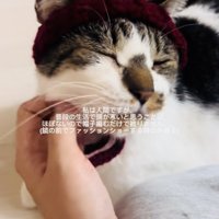 手編みニット帽をかぶってママに撫でられるキジ白猫