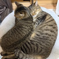 一つの猫ベッドで寝る2匹の猫