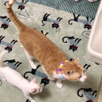 猫が2匹並んで歩く