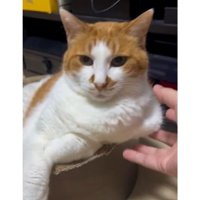 室内にいる猫