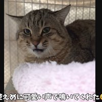 挨拶をするたこやきくん
