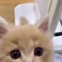 ショーケースの中から正面を見ている子猫