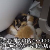 2匹の子猫が寝ている写真1