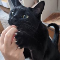 指を舐める猫