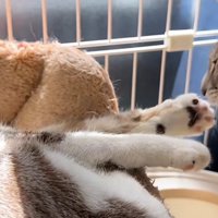 猫の手のにおいを嗅ぐ猫1