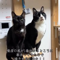 棚の上に並んでお座りをしている2匹の猫