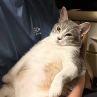猫の上半身