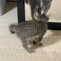 鏡を見る子猫