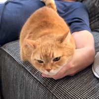 顎下なでなで