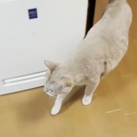 家の中を歩いている猫