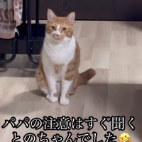 お座りする猫