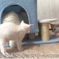 ハウスでくつろぐ成猫と近くにいる子猫