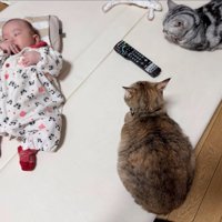 赤ちゃんを見守る猫たち