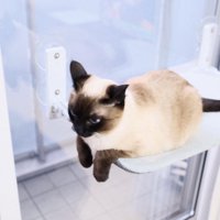 チョコンと座るすずりちゃん