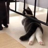 レッサーパンダのぬいぐるみの前でくつろぐ猫