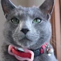 赤い首輪をした猫