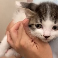 横目で見る子猫