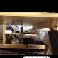 寝ている子猫とちょっかいを出している猫