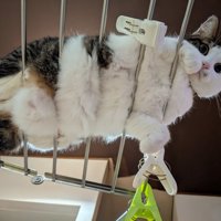 物干しスタンドの上で休む猫