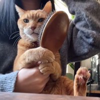 飼い主の膝の上でこすりつけるセルフブラッシングしている猫