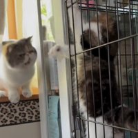 ケージの子猫に威嚇する成猫