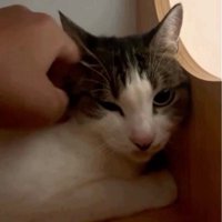 首をなでられる猫
