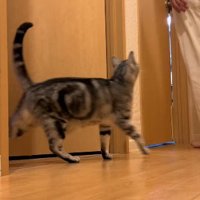 パパさんの方を見上げながら歩くジャックくん