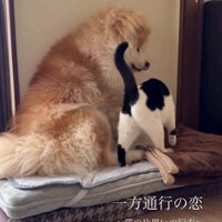 犬にすり寄っている猫